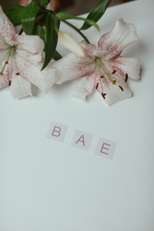Free Letters and Flowers on a White Background Stock Photo