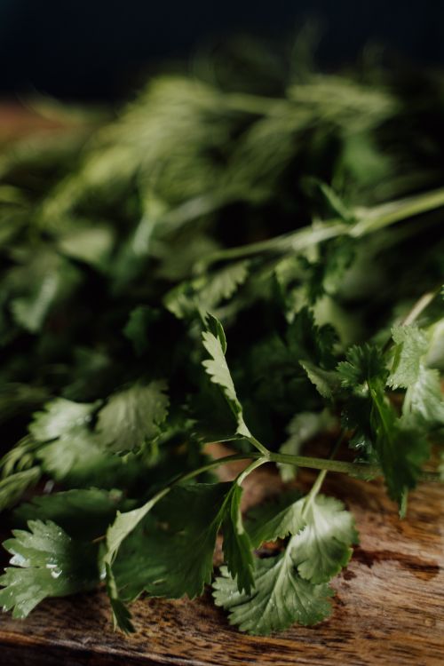 Free Close-up of fresh green coriander leaves on a rustic wooden surface, perfect for healthy cooking. Stock Photo
