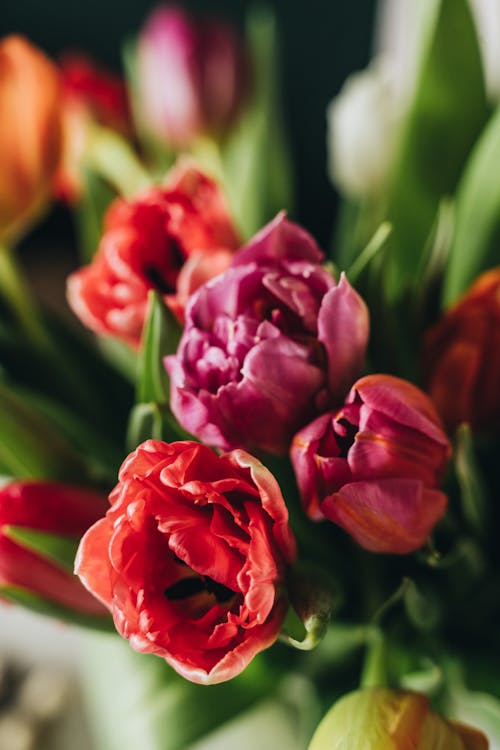 Photos gratuites de bouquet, fermer, fleurs rouges