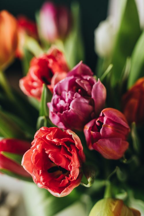 Free A vivid close-up of a colorful bouquet showcasing blooming tulips. Stock Photo