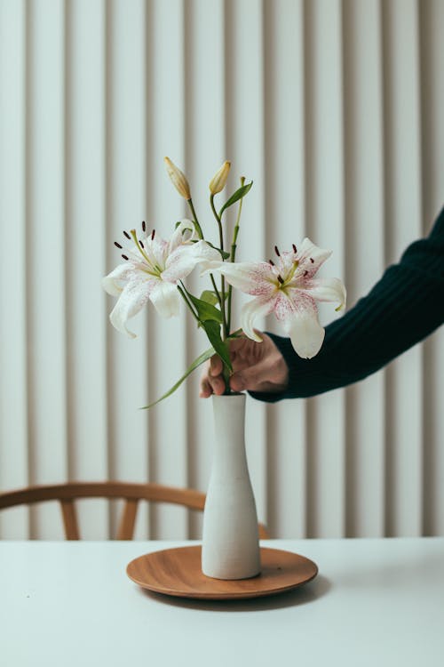 A Person Holding White Flower With Green Leaves