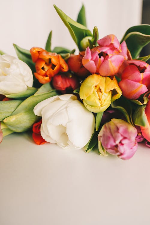 คลังภาพถ่ายฟรี ของ การถ่ายภาพดอกไม้, ช่อดอกไม้, ดอกทิวลิป