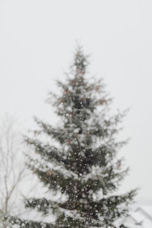 Free A defocused image of snow falling gently around a coniferous tree in winter. Stock Photo