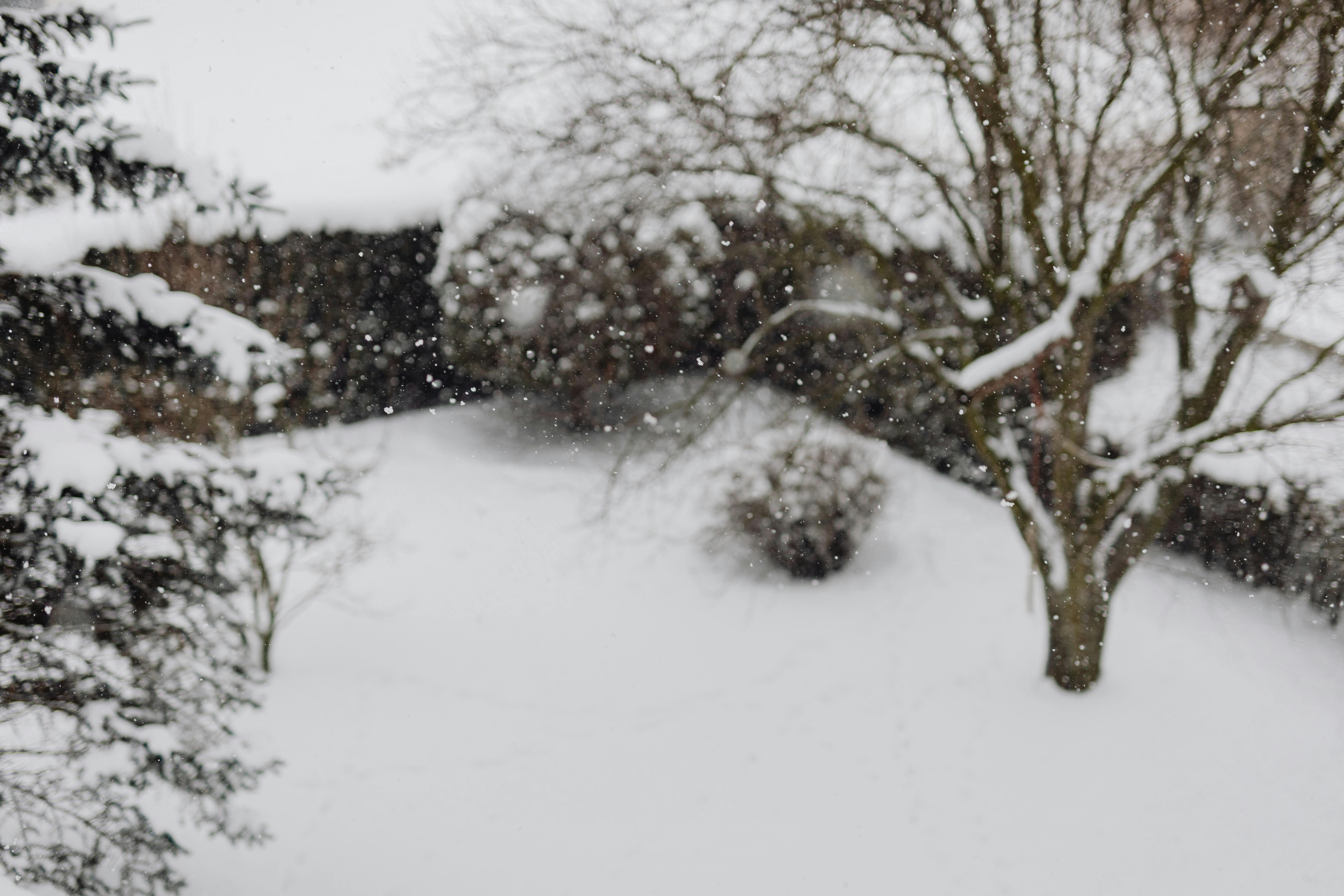 бесплатная Бесплатное стоковое фото с безлистные, безмятежный, белый Стоковое фото