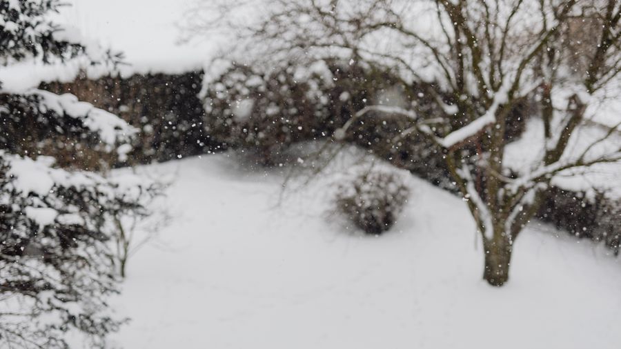 Prepping the Garden Beds for Winter: What to Pull, What to Leave