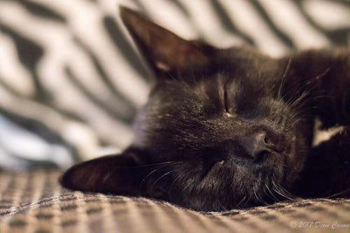 Kara Kedi Fotoğrafının Seçici Odağı
