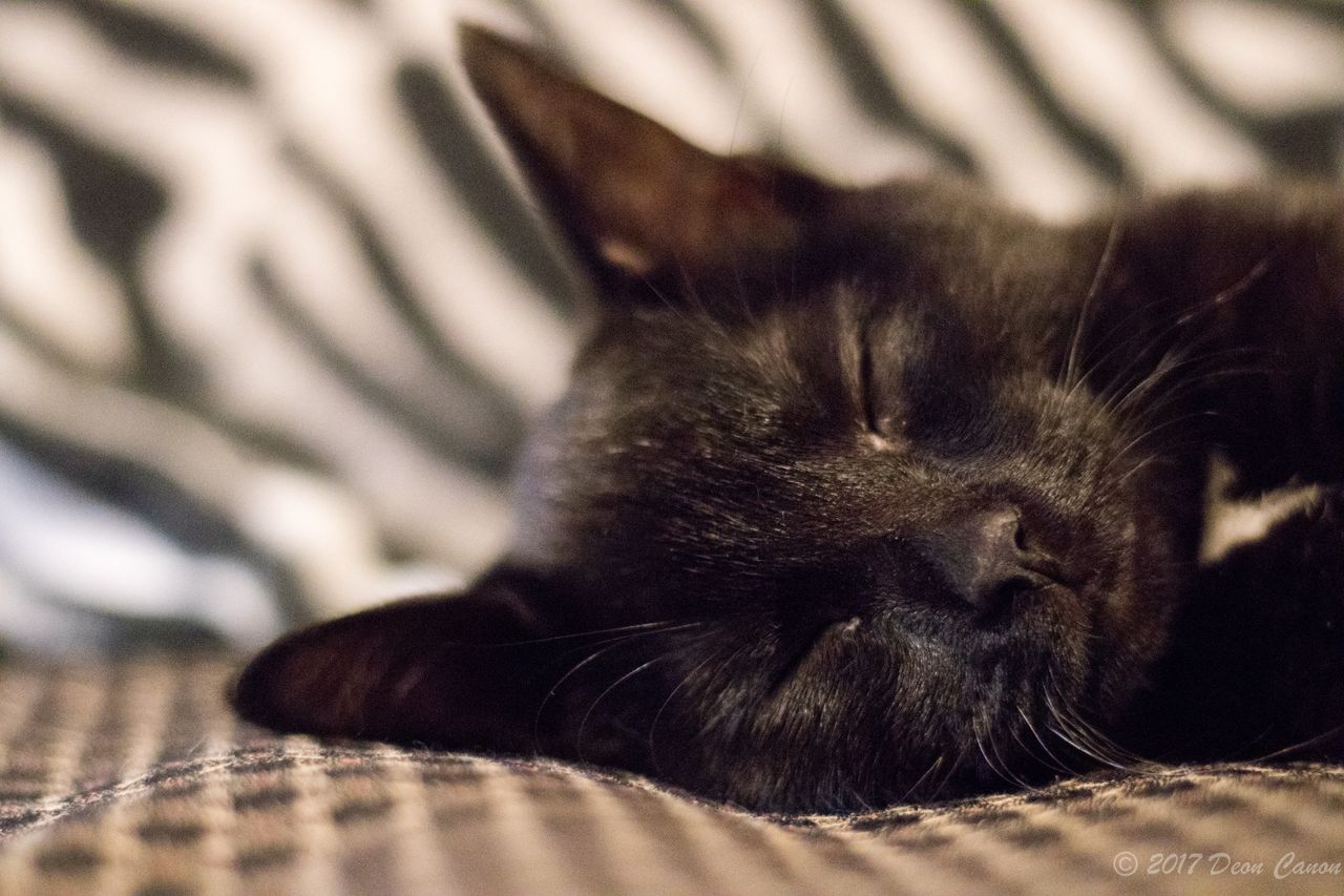 a peaceful black kitten sleeping on a bed with a soft focus for a cozy