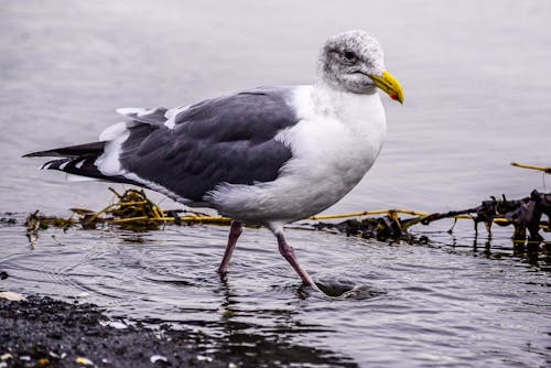 Foto stok gratis air, binatang, burung