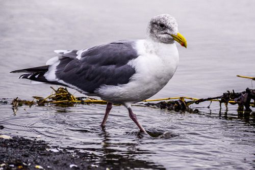 Free A close-up of a seagull with gray feathers walking in shallow water, displaying its natural behavior. Stock Photo