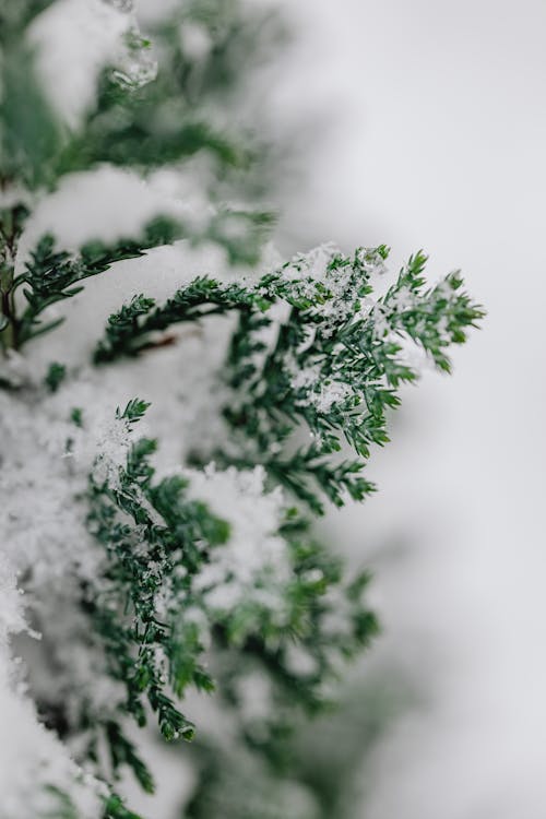 Close-up of Thuja tree branch covered in snow