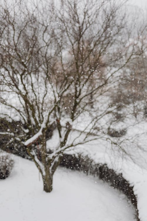 A Tree in a Yard in Winter