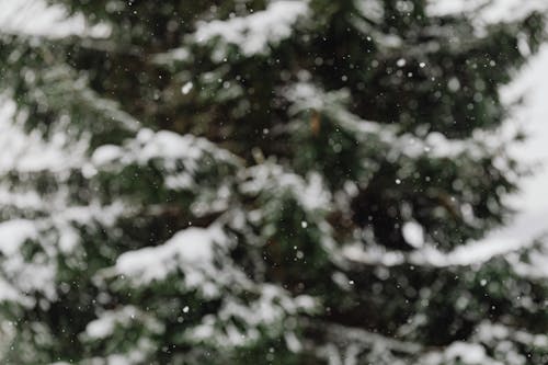 Snow Falling in Front of a Conifer Tree