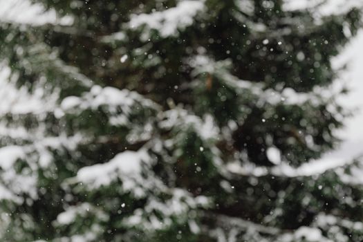 Blurred image of snow falling on green coniferous trees, creating a serene winter scene.