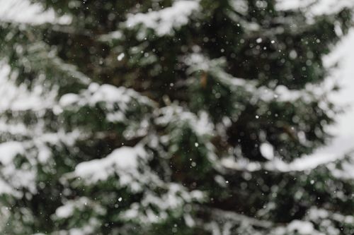Free Blurred image of snow falling on green coniferous trees, creating a serene winter scene. Stock Photo