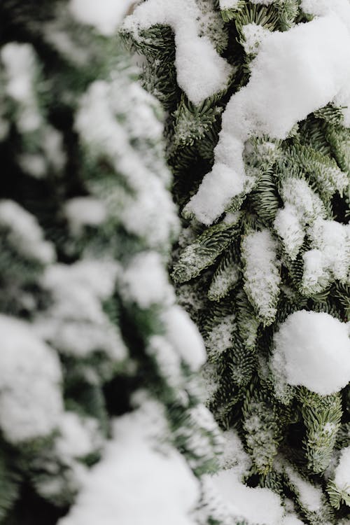 Close-up of Conifer Tree Branches Covered in Snow 