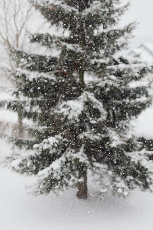 Δωρεάν στοκ φωτογραφιών με δέντρο, κατακόρυφη λήψη, κρύο Φωτογραφία από στοκ φωτογραφιών