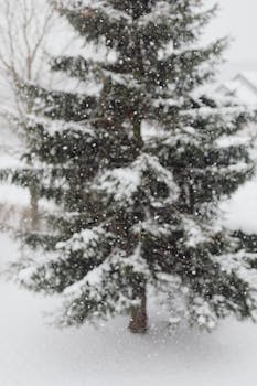 An evergreen tree beautifully covered in snow during a winter blizzard.