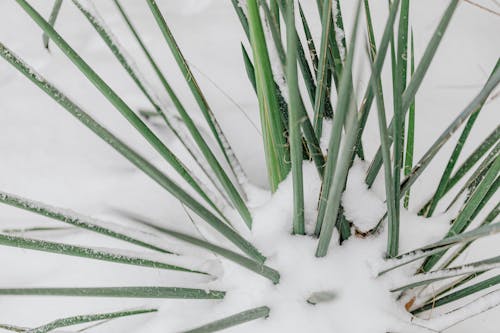 Close-up of an Outdoor Plant Covered in Snow 