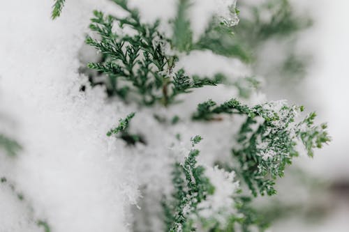 Close-Up of Snow-covered Branches