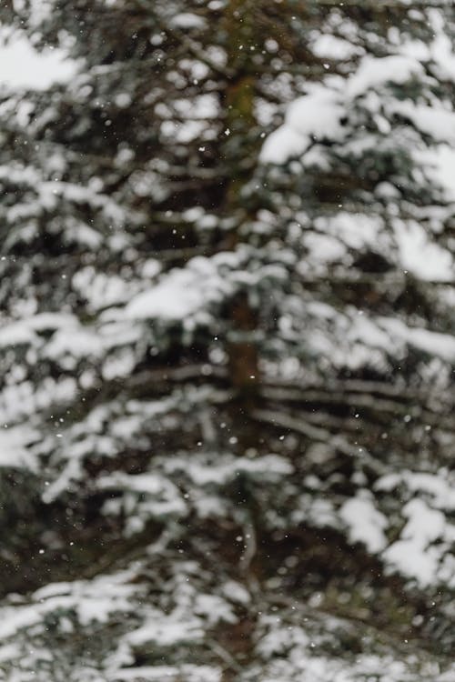 Falling Snow With a Pine Tree in Background