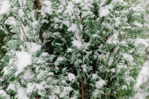 Snow on Conifer Branches