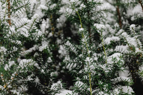 Free Close-up of Coniferous Tree Covered in Snow  Stock Photo