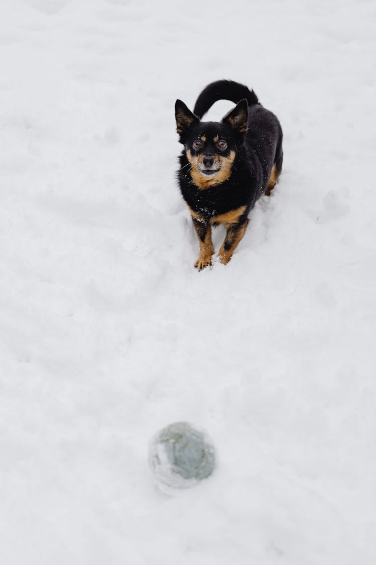 Small Dog Playing In Snow