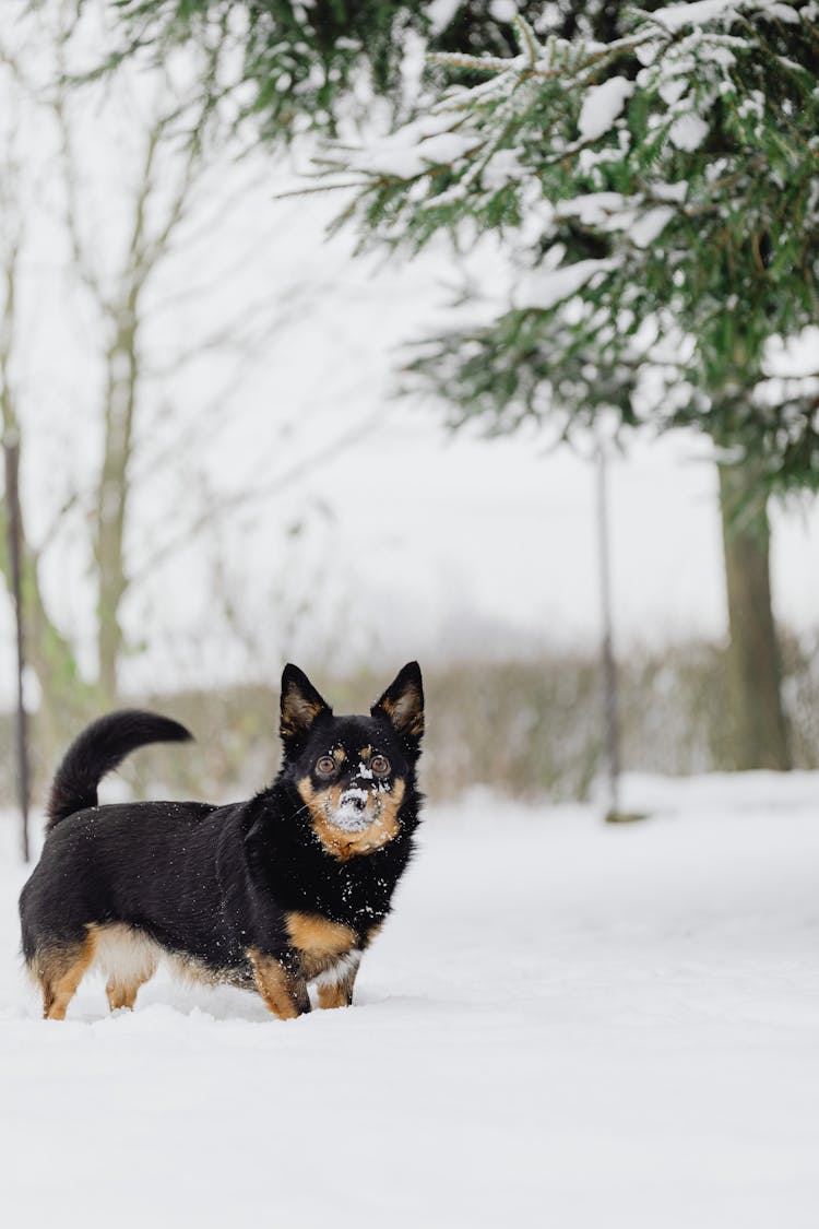 Funny Small Dog In Snow Outdoors