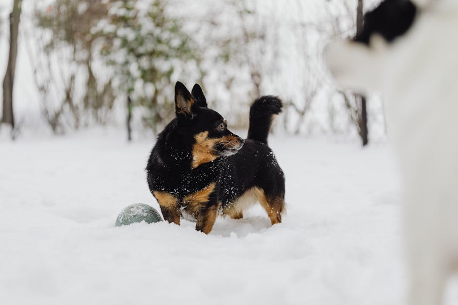 Small Dog Walking in Snow