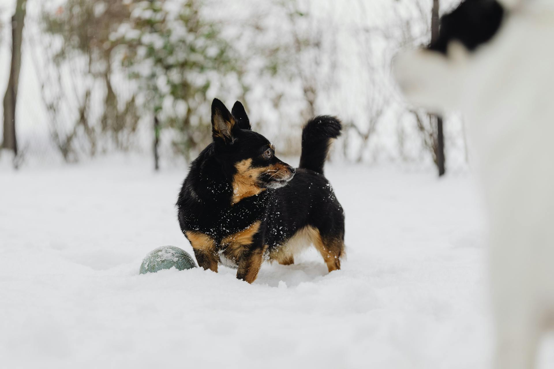 Un petit chien marche dans la neige