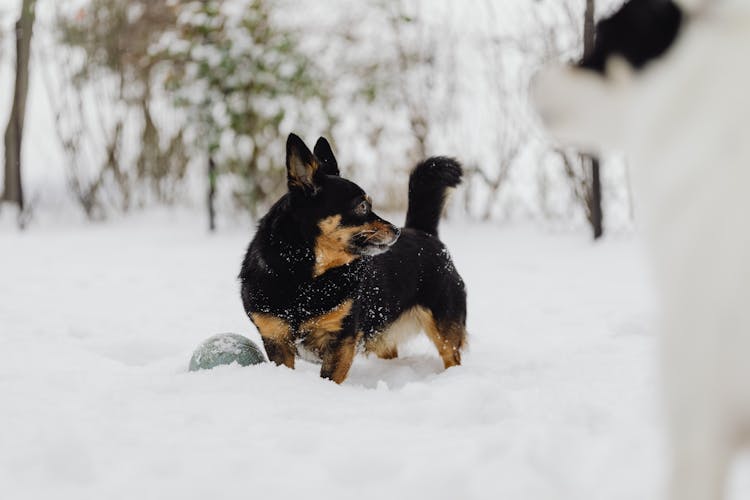 Small Dog Walking In Snow