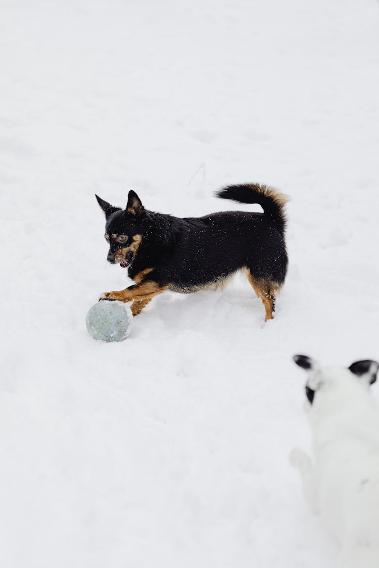 Two Dogs Playing In Snow With A Ball