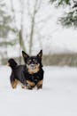 Black and Tan Short Coat Dog on Snow Covered Ground