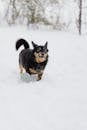 Black and Tan Short Coat Small Dog on Snow Covered Ground