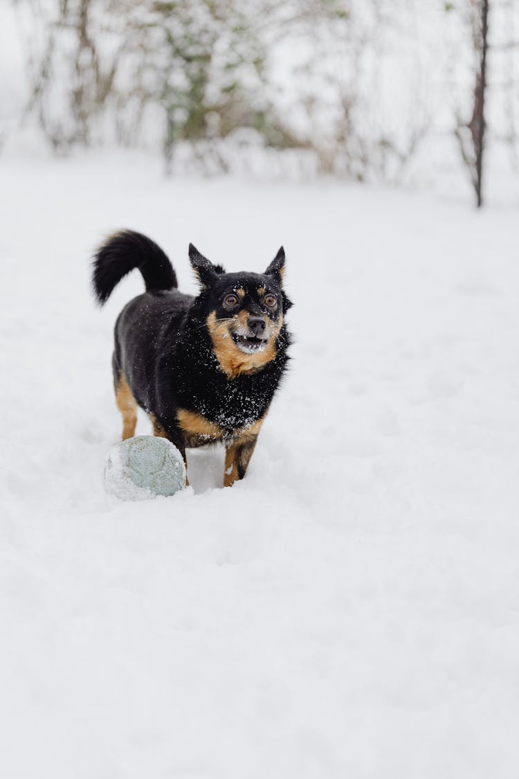 Lancashire Heeler Dog On Snow Covered Ground