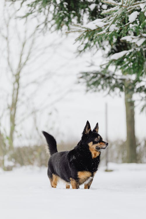 Black and Brown Dog on Snow Covered Ground