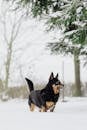 Free stock photo of animal, canine, cold