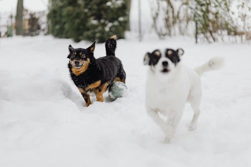 Gratis lagerfoto af dyr, dyrefotografering, hunde