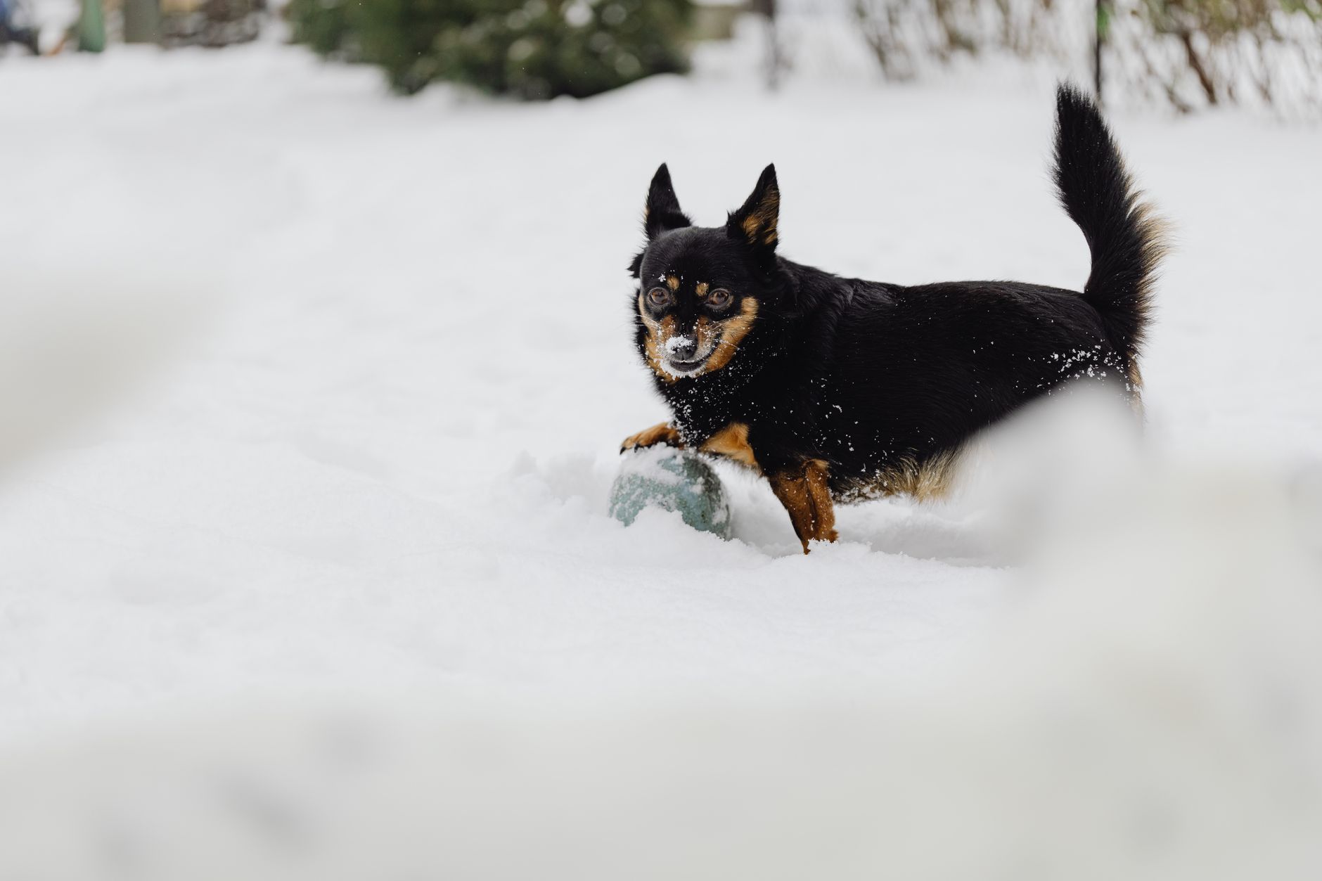 Lancashire Heeler
