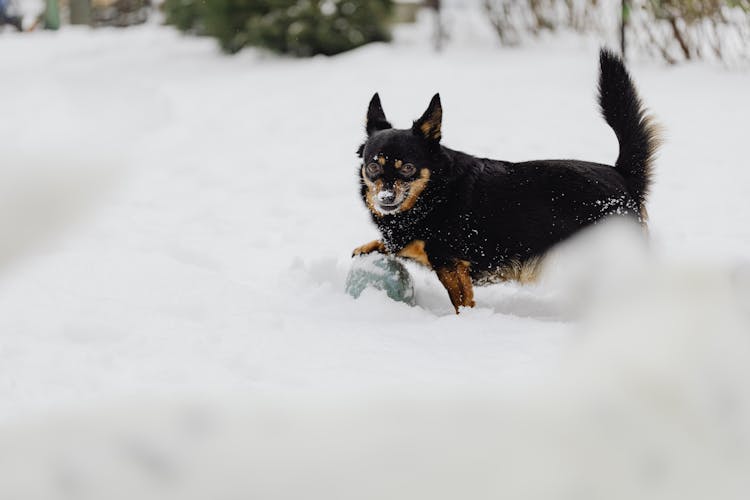 A Black Dog Playing A Ball On Snow