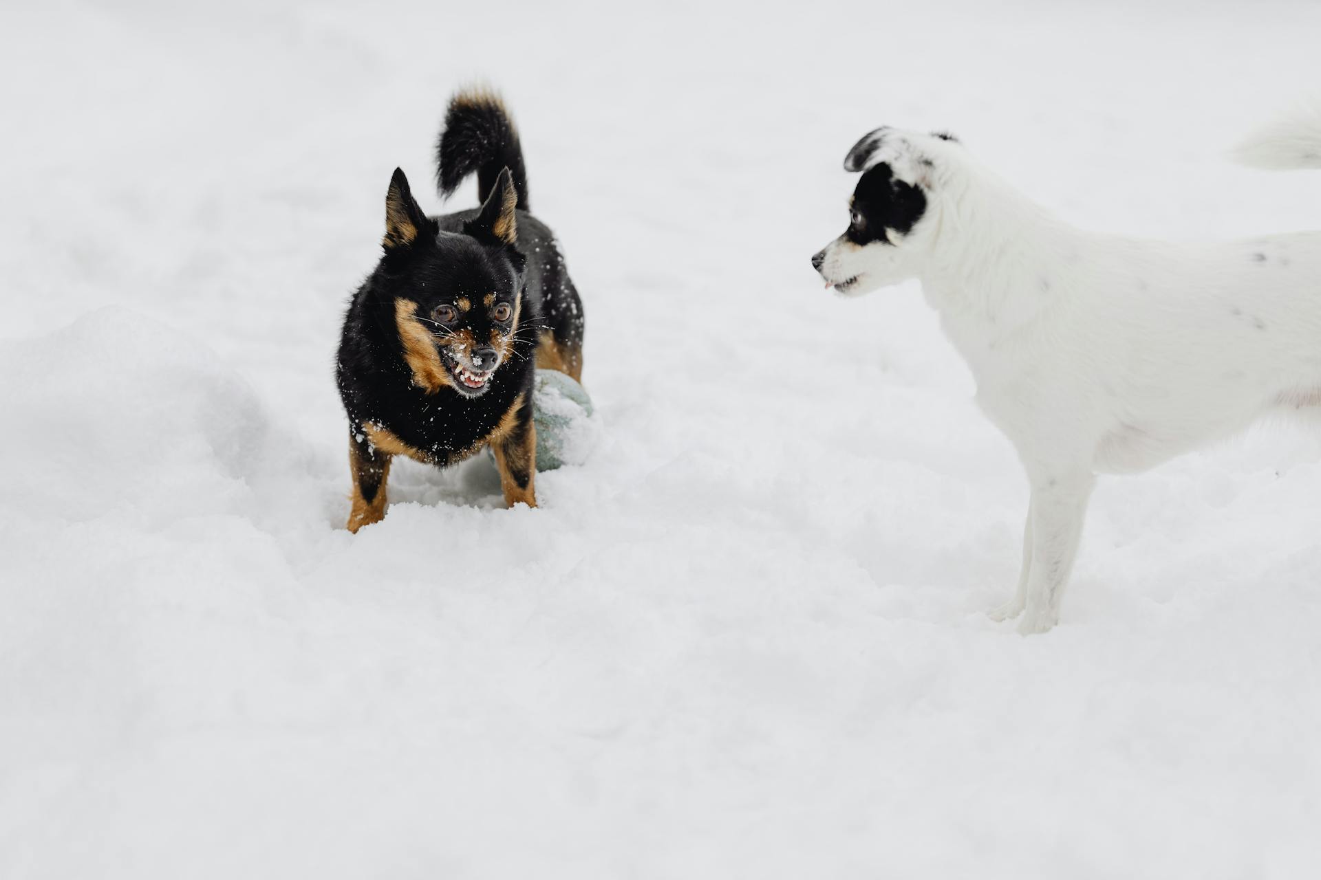 Dogs on Snow Covered Ground