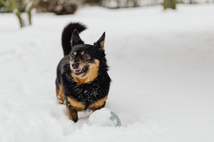 Small Dog Standing On Snow In Winter