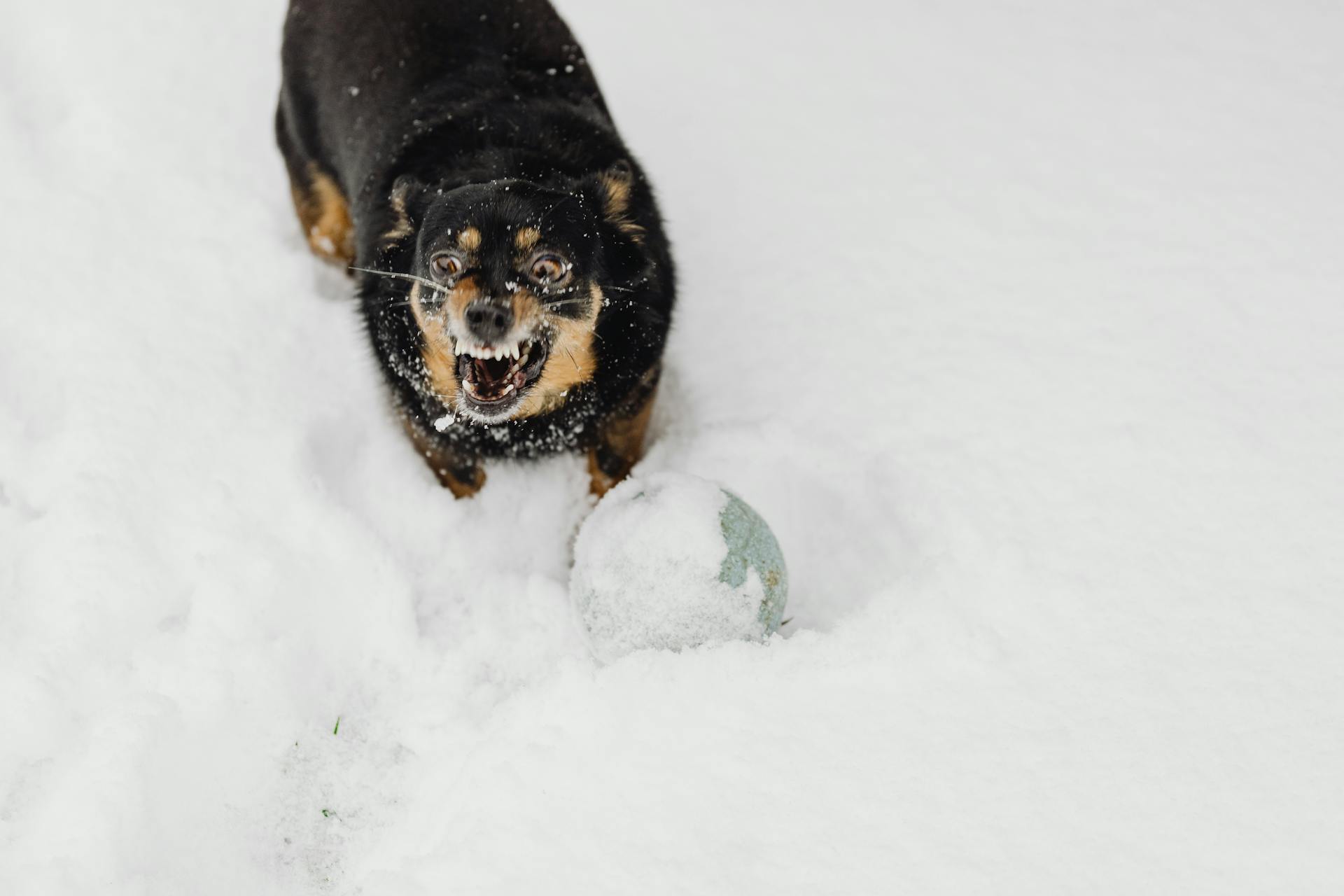 High Angle View of Dog Barking in the Snow