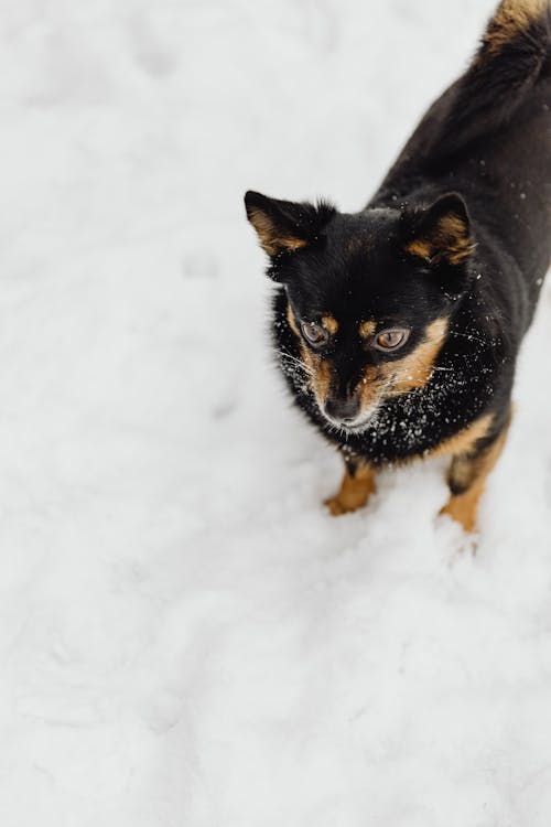 ペット, 冬, 動物の無料の写真素材