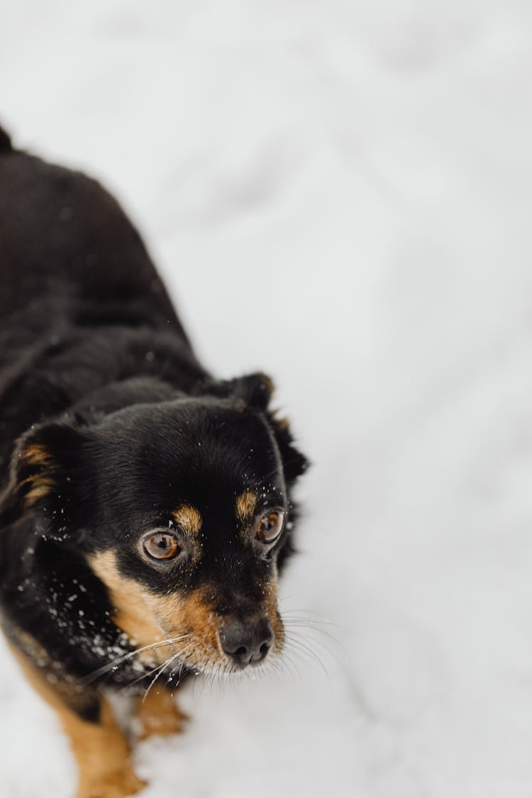 A Black Dog Walking On Snow