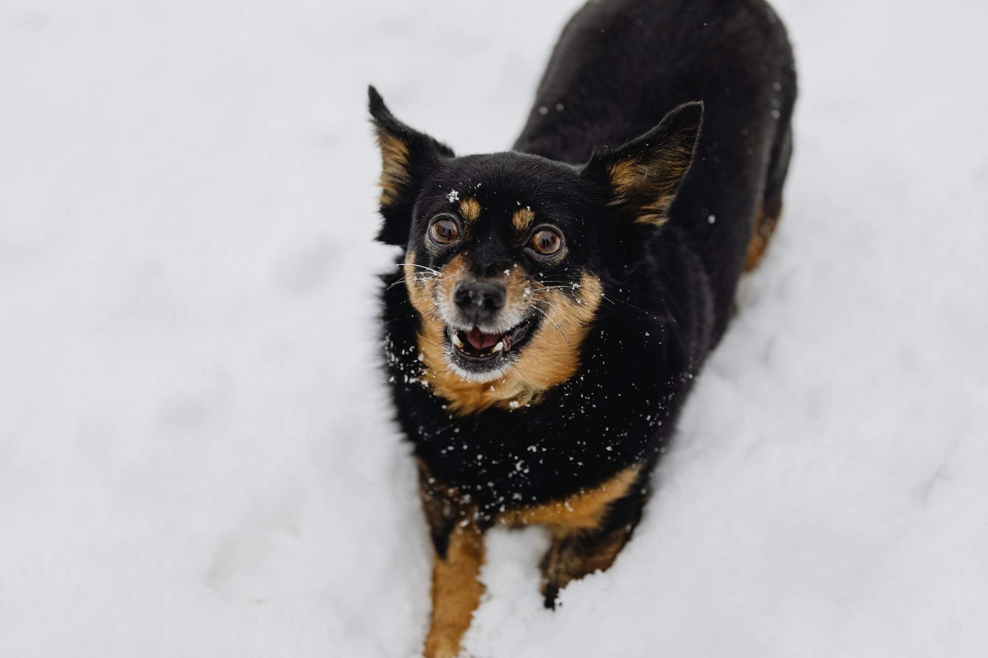 Een zwart-bruine hond in de sneeuw