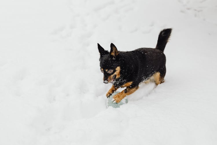 Dog Playing With Ball In Snow