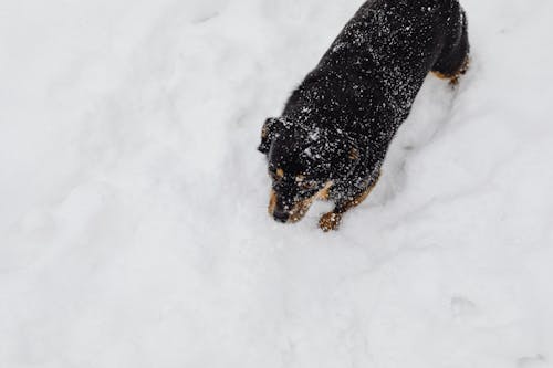 Black Dog in the Snow 