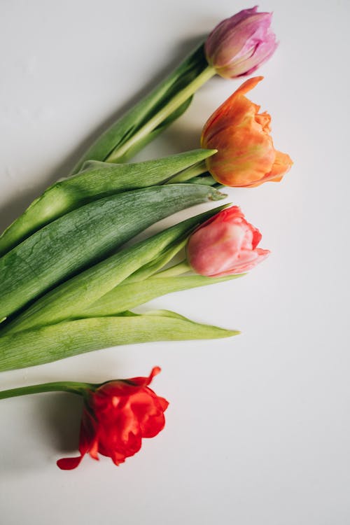 Pink Red and Orange Flowers in White Background