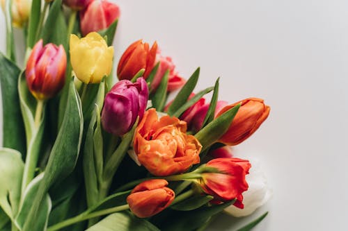 Bunch of multicolored tulips placed on white table